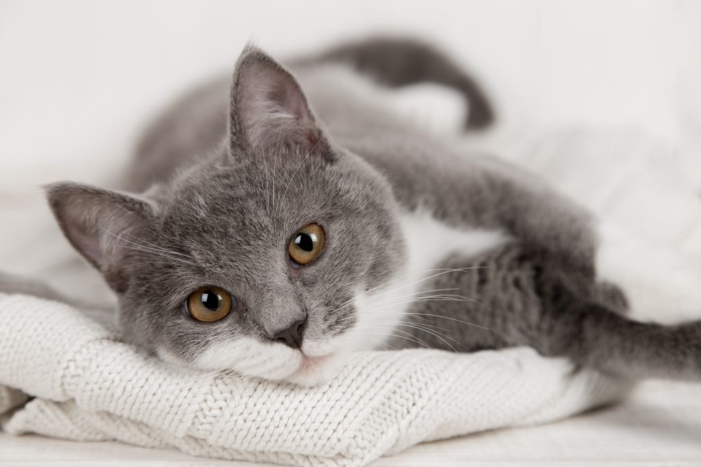 Why Are Cats Called A “Cats”? The Surprising History Behind the Name