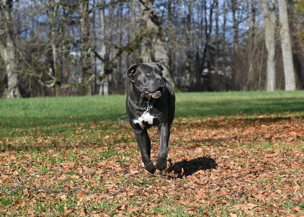 Are there any reasons why someone should not get a cane corso
